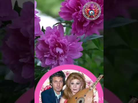 فايزه احمد اللي غايب هاته تاني