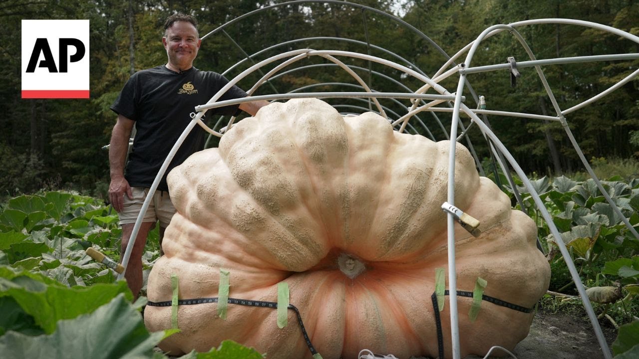 How giant pumpkins grow so big