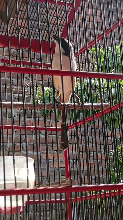 cendet isian ciblek sawah #kicaumania #burung #cendet #burungkicau