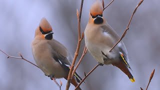 Brkoslav severní (Bombycilla garrulus), Waxwing, Seidenschwanz