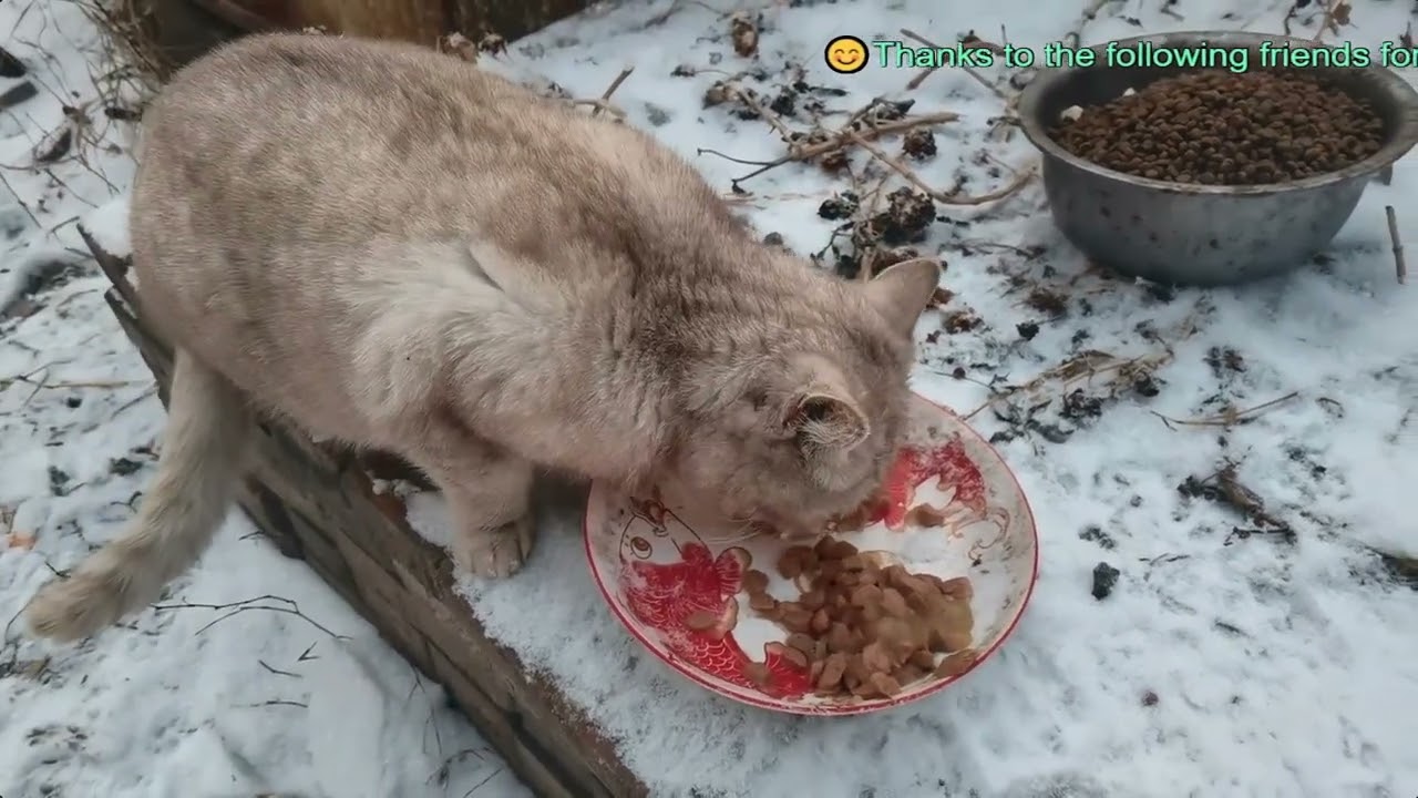 Voice for Animals wishes all friends a happy New Year and good luck with kindness