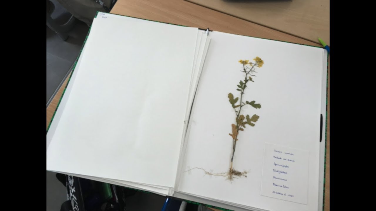DIY : Faire un herbier cousu d'inspiration Renaissance – La Plume de  l'Oiseau-Lyre