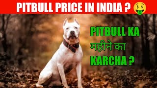 Pitbull price in india 2022 ? 🤑 / pitbull puppy price 😱 #shorts #pitbull