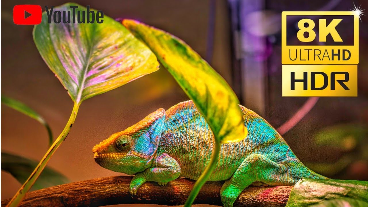 8k video ultra hd HDR,4k video Nature, Chameleon and Butterfly,4k 60fps,Relaxing music.