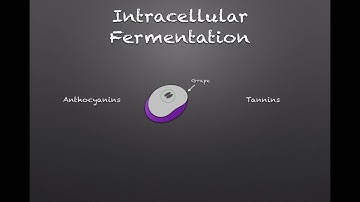 Winecast: Carbonic Maceration