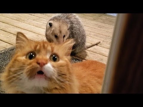 funny cats sleeping in weird positions compilation 2014 funnyplox Funny and Cute Animals Compilation - Cutest Animals Ever