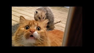 Funny and Cute Animals Compilation - Cutest Animals Ever Funny and Cute Animals Compilation - Cutest Animals Ever