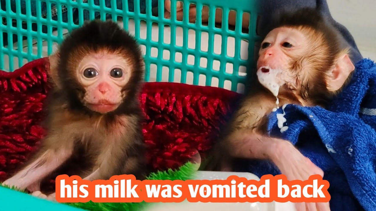On the first morning, a newborn baby monkey drinks milk, unable to do so and still scattered