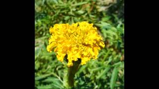 GardenFunOrganics-Host Mr.Paka-Marigold Monday