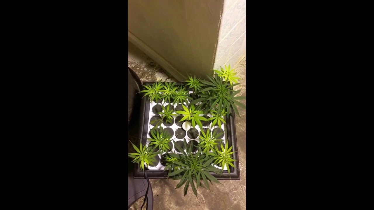 1st video of Blue Dream and Purple God Bud seeds