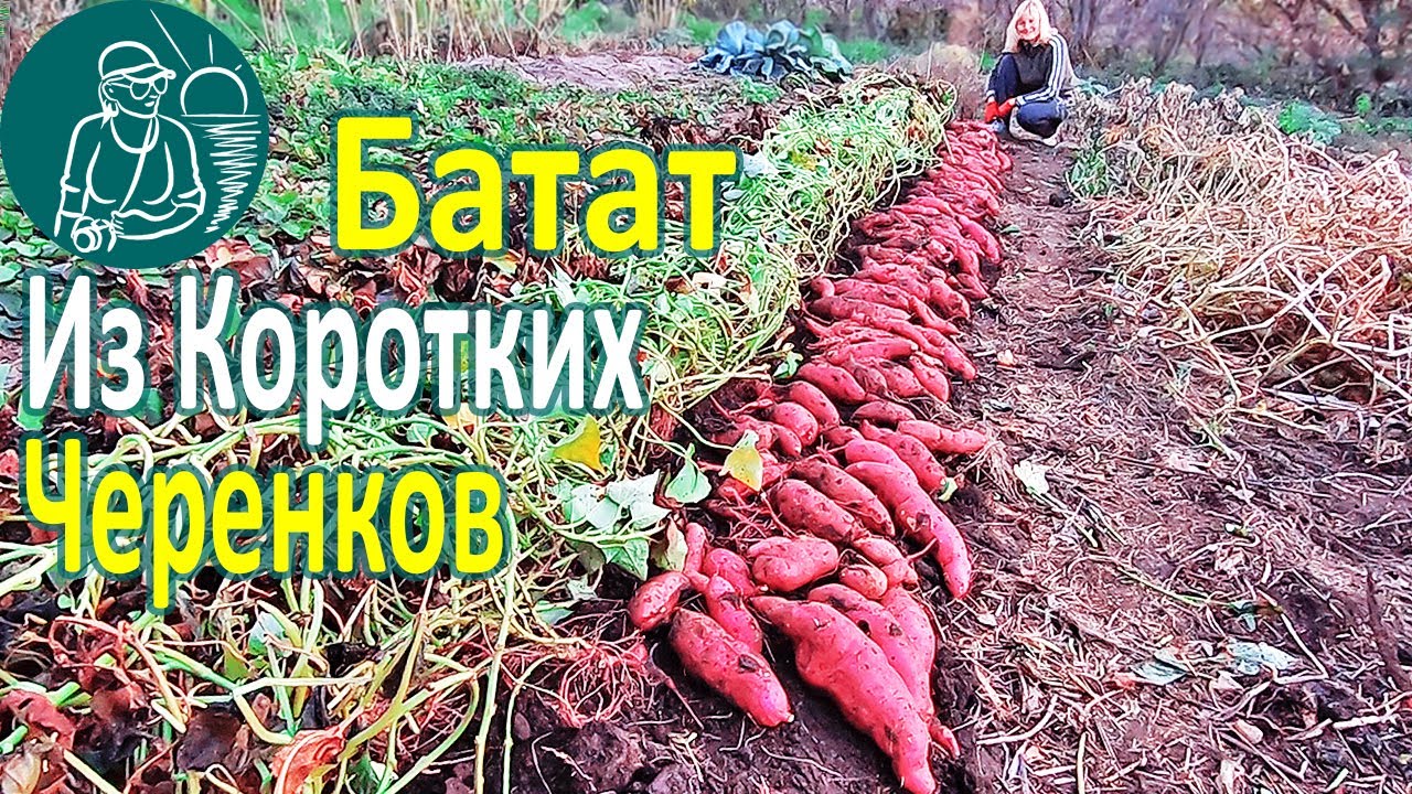 🍠 Выращивание батата из коротких черенков с посадкой без гребней на глине🌱 По технологии Гордеевых