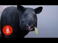 Half Horse, Half Rhino? The Malayan Tapir Fights For Its Future