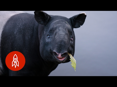 Video: Tapír je tapír nížinný