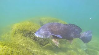 Giant Blue Freshwater Drum! by AmaNature Video 1,541 views 3 years ago 1 minute, 23 seconds