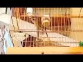 TRINCA FERRO BOIADEIRO CANTANDO PRA ENCARTE BADERNA ESQUENTA E APRECIAÇÃO 🐦🎶🙏