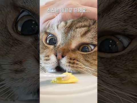 이 고양이는 접시도(?) 먹습니다