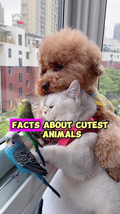 Cutest Animal Facts you probably don t know about YouTube