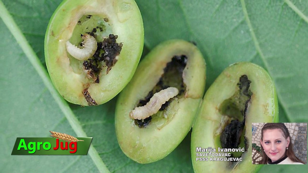 Voćari, oprez! Kako suzbiti šljivinu osu? SAVET : Marija Ivanović PSSS Kragujevac