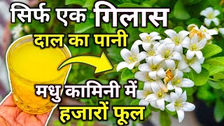 मधु कामिनी में 1000 से भी ज्यादा फूल.Madhu kamini flower plant care tips.Best homemade fertilizer.