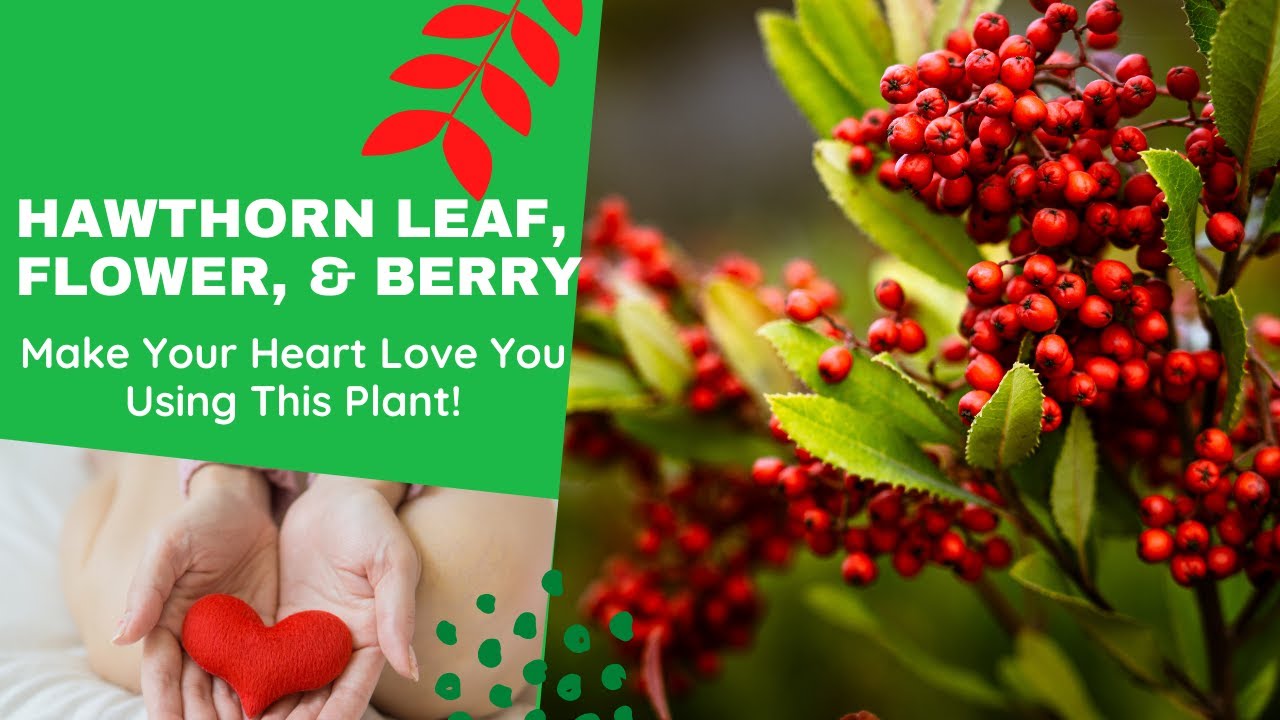 Hawthorn Amazing Herb for Blood Pressure and Heart Health YouTube