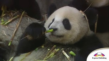 EXCEL 5 Module 7  Great animal