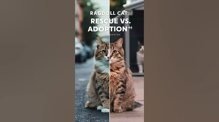 Video 9981031: rescue cat adoption