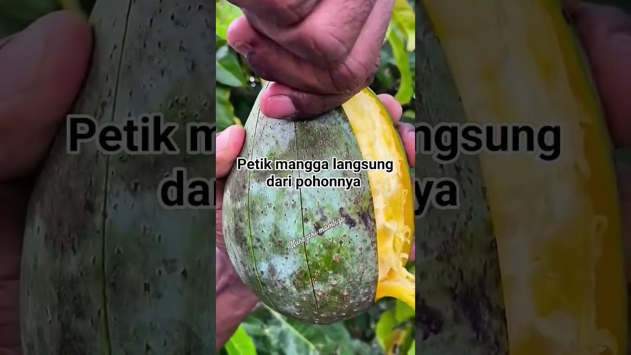 ciri-ciri mangga manalagi #budidayatanaman #fruit #mangga #gardening #buah #pertanian #viral #mango