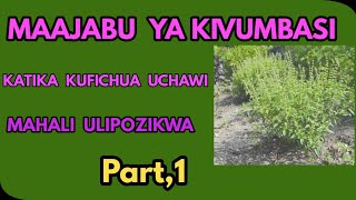 MAAJABU  YA MTI  WA KIVUMBASI/MWINURA  KATIKA TIBA,No.1