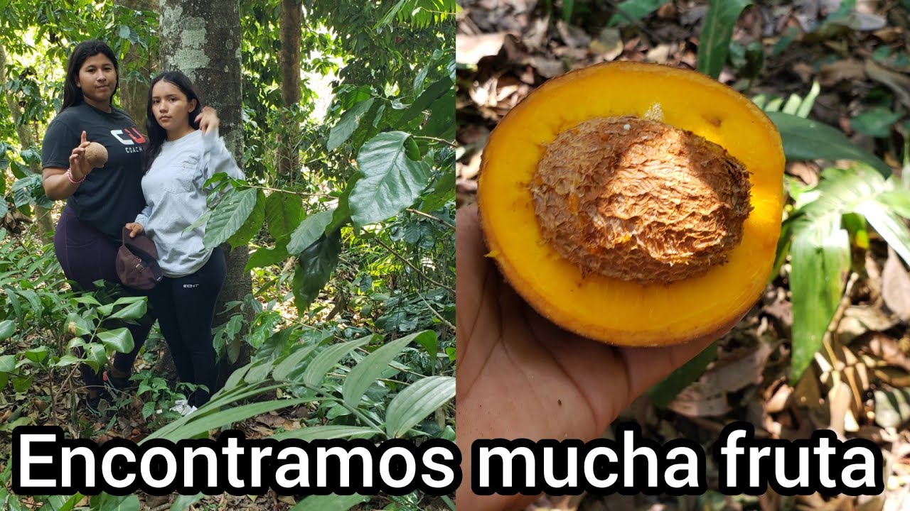 Fui a una finca de mamey acortar mucha fruta - YouTube