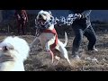 Beautiful Strong Dogo Argentino