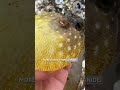 Deadly Pufferfish: Don't Be Fooled by Their Cute Looks. #animals #pufferfish #wildlife #fyp #fish