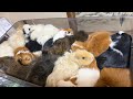 26匹のモルモットをケージ飼育から動物園に！？