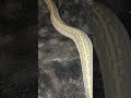 1.0 Mojave Black Head Pinstripe Hypo #mojave #black #head #pinstripe #hypo #blackhead #pin #stripe