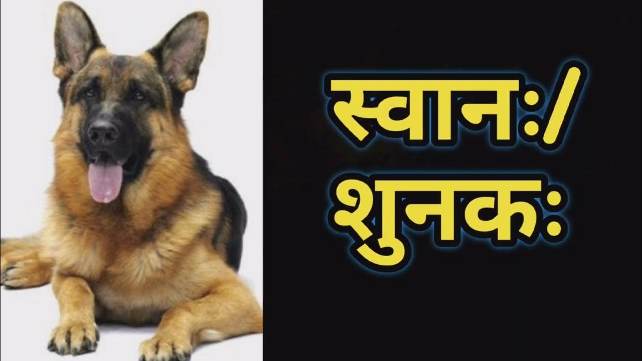 कुत्ते को संस्कृत में क्या कहते हैं🐶 dog in Sanskrit 💫💯🤟 YouTube