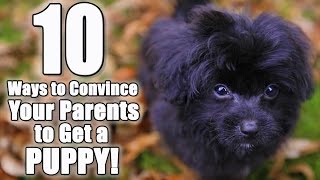 10 Ways to Convince Your Parents to Get a Dog | Parody of 'I Don't Know My Name' by Grace Vanderwaal