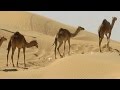 Camels in Fujairah Desert - UAE