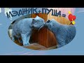 Шотландська висловуха кішка і шотландський прямоухий кіт.Scottish fold cat and Scottish straight cat