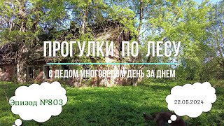 Прогулки по лесу. День за днем с дедом Многоведом. 23 мая 2024г. Эпизод 804.