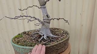 Liquidambar bonsai repot and style with new front