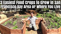 3 Easiest Food Crops You Can Grow in San Francisco Bay Area or Where you Live