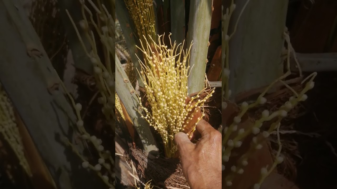 طبيعة ازهار النخيل وعلاقته بخف الثمار