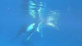 Snorkeler Has Close Encounter With Humpback Whale and Its Calf