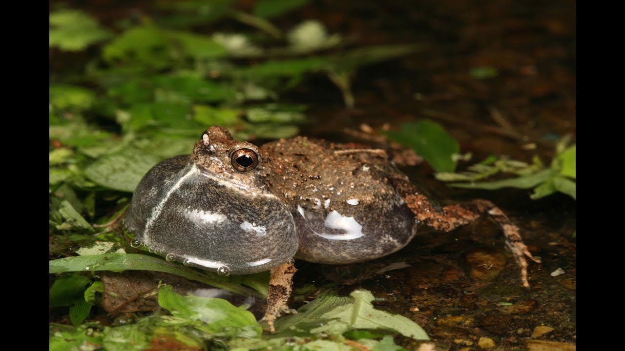 IBT [2018-05-12] _ Reading Test: Vocalization in Frogs - YouTube
