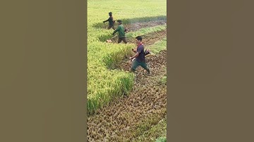 cắt lúa bằng máy cắt cỏ P216