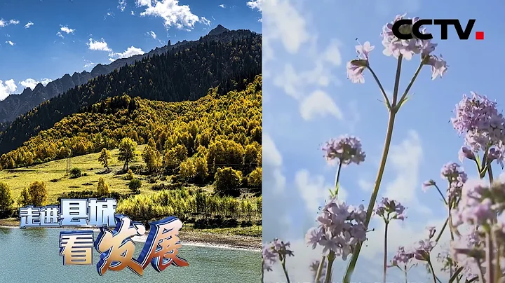 林地山坡种“花草”，遍地药材都是宝！青海大通绿水青山间唱响致富歌！| CCTV“走进县城看发展”20220708 - 天天要闻