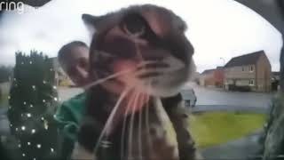 Cat At Doorbell Meme Template