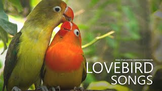 Lovebird Sounds -  Parblue and Euwing Opaline (Feb. 2023)