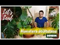 #Monstera deliciosa átültetése 🌿 | #Könnyezőpálma | #LetsLeaf