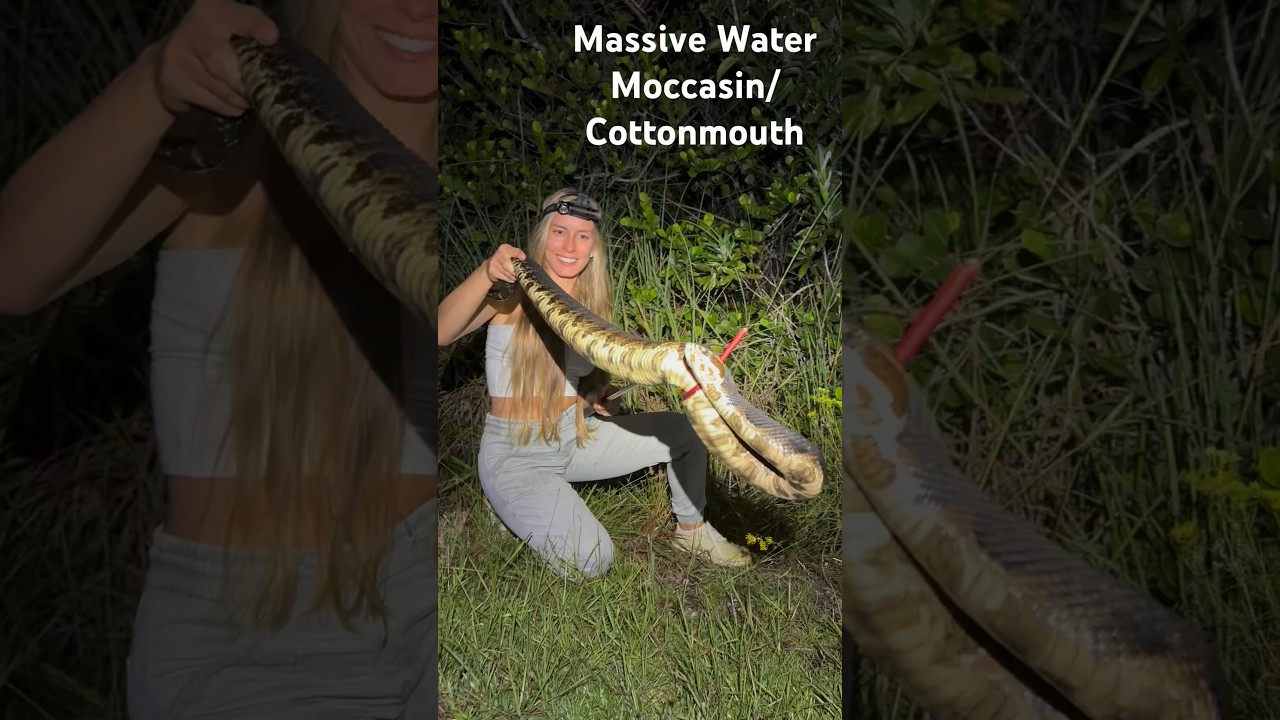 We Found a MASSIVE Cottonmouth #florida #venomous #cottonmouth #water #moccasin