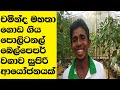 Interview of successful commercial Polytunnel Bell pepper cultivation Entrepreneur in Sri Lanka